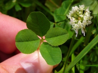 4-leaf clover 